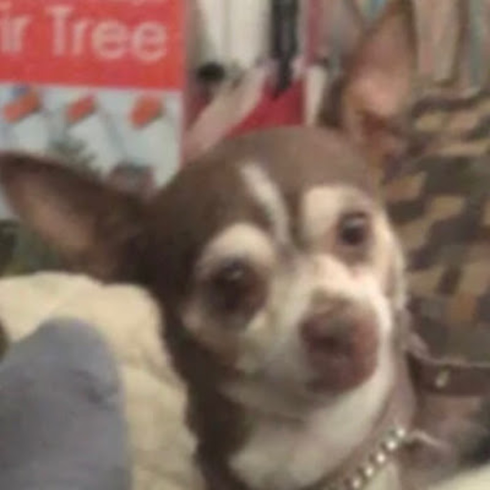 Meet your Posher, Karina